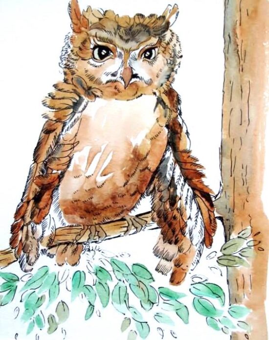 Miffle Feathered Woot Owl